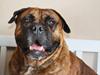 Olde english bulldogge Lui