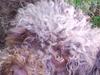 Lagotto romagnolo Chilli, Angeli mia