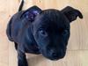 Staffordshire bull terrier Camino (Eddie)