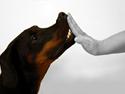 Dobermann Tazz - Himmelhund
