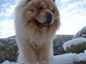Chow chow Caecar