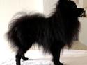 Pomeranian Liam