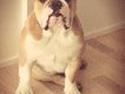 Engelsk bulldog Estroy Bulldogs Mr. Alfred
