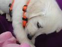 Golden retriever Fifi
