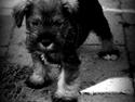 Dvaergschnauzer Anton