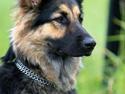 Schæferhund Mille
