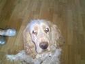 Engelsk springer spaniel Sofus