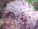 Lagotto romagnolo Chilli, Angeli mia