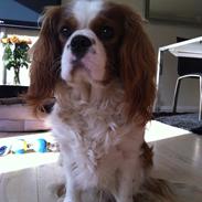 Cavalier king charles spaniel Felix