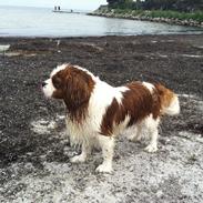 Cavalier king charles spaniel Felix