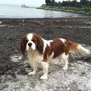 Cavalier king charles spaniel Felix