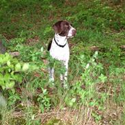 Gammel dansk hønsehund Balder