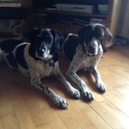 Gammel dansk hønsehund Balder