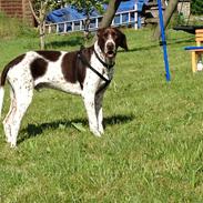 Gammel dansk hønsehund Balder