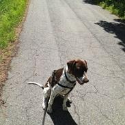 Gammel dansk hønsehund Balder