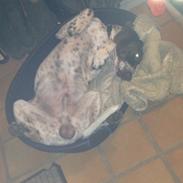 Gammel dansk hønsehund Balder