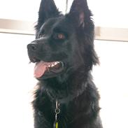 Schæferhund Alt Deutscher - Kenzo