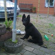 Schæferhund Alt Deutscher - Kenzo