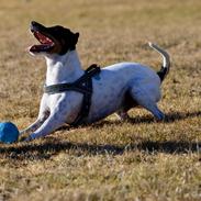 Dansk svensk gaardhund Lui
