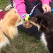 Shetland sheepdog Zig-Zag's Mustang Dusty
