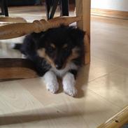 Shetland sheepdog Zig-Zag's Mustang Dusty