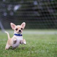Chihuahua Deejay by hinz