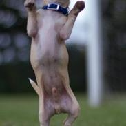 Chihuahua Deejay by hinz