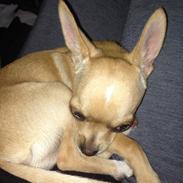 Chihuahua Deejay by hinz