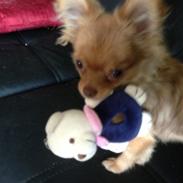 Blanding af racer Ziva... Pomeranian / chihuahua