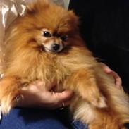 Blanding af racer Ziva... Pomeranian / chihuahua