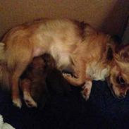 Blanding af racer Ziva... Pomeranian / chihuahua