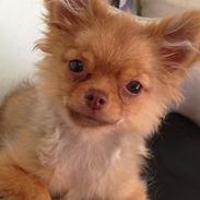 Blanding af racer Ziva... Pomeranian / chihuahua