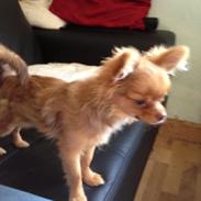 Blanding af racer Ziva... Pomeranian / chihuahua