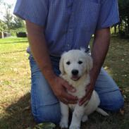 Golden retriever Emma