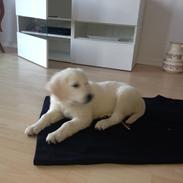 Golden retriever Emma