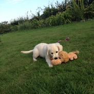 Golden retriever Emma