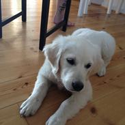 Golden retriever Emma