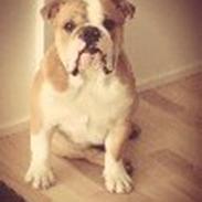 Engelsk bulldog Estroy Bulldogs Mr. Alfred