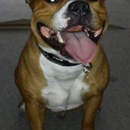 Staffordshire bull terrier Gizmo