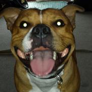 Staffordshire bull terrier Gizmo
