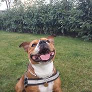 Staffordshire bull terrier Gizmo