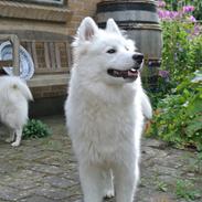 Samojedhund Mumrikken