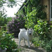 Samojedhund Mumrikken