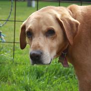 Labrador retriever Simba