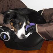 Border collie Kidagakash AKA Kita