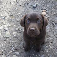 Labrador retriever Maggie