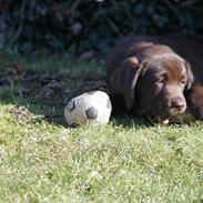 Labrador retriever Maggie