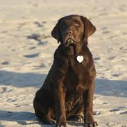 Labrador retriever Maggie
