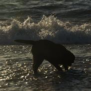Labrador retriever Maggie