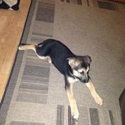 Blanding af racer Liva <3